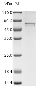 Greater than 85% as determined by SDS-PAGE.Recombinant Mouse Collagen alpha-1 (COL26A1) Protein (His&Myc)