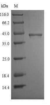 Greater than 90% as determined by SDS-PAGE.Recombinant Mouse Chitinase Domain-Containing Protein 1 (CHID1) Protein (His)