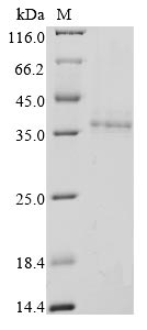 Greater than 85% as determined by SDS-PAGE.