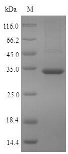 Greater than 85% as determined by SDS-PAGE.Recombinant Human Pyridoxal Phosphate Phosphatase (PDXP) Protein (His)