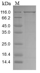Greater than 85% as determined by SDS-PAGE.Recombinant Human Vacuolar Protein Sorting-Associated Protein 35 (VPS35) Protein (MBP&His)