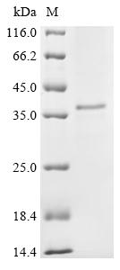Greater than 85% as determined by SDS-PAGE.Recombinant Mouse Adipolin (C1QTNF12) Protein (His)