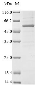 Greater than 85% as determined by SDS-PAGE.Recombinant Mouse Chordin-Like Protein 1 (CHRDL1) Protein (His&Myc)