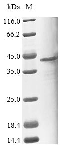 Greater than 85% as determined by SDS-PAGE.Recombinant Human Pleckstrin Homology Domain-Containing Family F Member 1 (PLEKHF1) Protein (His&Myc)
