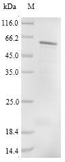 Greater than 85% as determined by SDS-PAGE.Recombinant Human Protein Cereblon (CRBN) Protein (His)