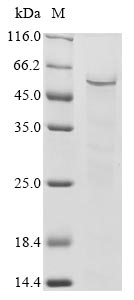 Greater than 85% as determined by SDS-PAGE.Recombinant Human Zinc Finger And Scan Domain-Containing Protein 1 (ZSCAN1) Protein (His&Myc)