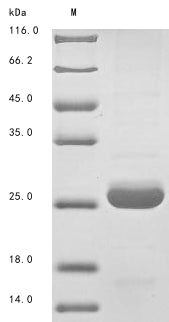 Greater than 85% as determined by SDS-PAGE.Recombinant Mouse Angiopoietin-Like Protein 8 (ANGPTL8) Protein (His)