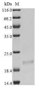 Greater than 85% as determined by SDS-PAGE.
