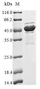 Greater than 85% as determined by SDS-PAGE.Recombinant Bovine Troponin T, Fast Skeletal Muscle (TNNT3) Protein (His&Myc)