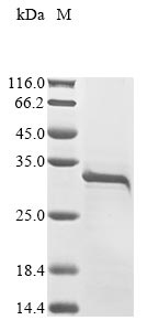 Greater than 85% as determined by SDS-PAGE.