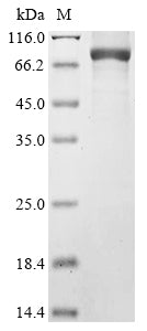 Greater than 85% as determined by SDS-PAGE.Recombinant Mouse 1-Phosphatidylinositol 4,5-Bisphosphate Phosphodiesterase Delta-1 (PLCD1) Protein (His)