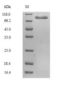 Greater than 90% as determined by SDS-PAGE.Recombinant Mouse Mannan-Binding Lectin Serine Protease 2 (MASP2) Protein (His)