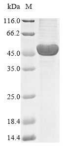Greater than 85% as determined by SDS-PAGE.Recombinant Human E3 Ubiquitin-Protein Ligase Pellino Homolog 1 (PELI1) Protein (His)