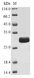 Greater than 85% as determined by SDS-PAGE.Recombinant Mouse Sclerostin (SOST) Protein (His&Myc)