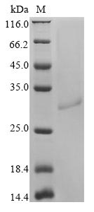 Greater than 90% as determined by SDS-PAGE.