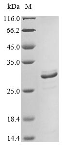 Greater than 85% as determined by SDS-PAGE.Recombinant Human Amelogenin, X Isoform (AMELX) Protein (His&Myc)