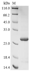 Greater than 90% as determined by SDS-PAGE.Recombinant Mouse Protein Fam3B (FAM3B) Protein (His&Myc)