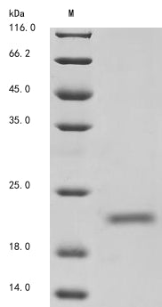 Greater than 85% as determined by SDS-PAGE.Recombinant Mouse Group Xiia Secretory Phospholipase A2 (PLA2G12A) Protein (His&Myc)