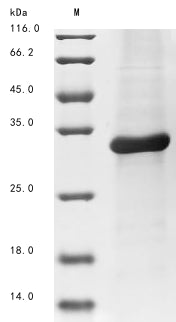 Greater than 85% as determined by SDS-PAGE.Recombinant Mouse Complement C1Q-Like Protein 3 (C1QL3) Protein (His&Myc)
