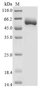 Greater than 85% as determined by SDS-PAGE.