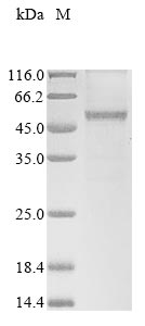 Greater than 85% as determined by SDS-PAGE.Recombinant Arabidopsis Thaliana Udp-Glycosyltransferase 88A1 (UGT88A1) Protein (His&Myc)