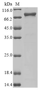 Greater than 85% as determined by SDS-PAGE.Recombinant Human Three-Prime Repair Exonuclease 1 (TREX1) Protein (His-MBP&His)