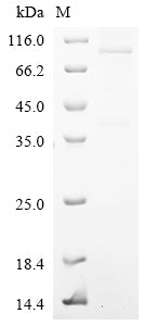 Greater than 85% as determined by SDS-PAGE.