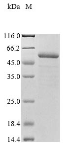 Greater than 85% as determined by SDS-PAGE.Recombinant Arabidopsis Thaliana Udp-Glycosyltransferase 72E2 (UGT72E2) Protein (His&Myc)