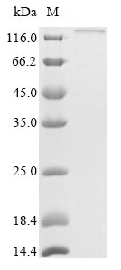 Greater than 85% as determined by SDS-PAGE.