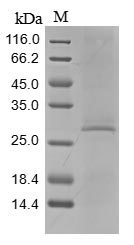 Greater than 85% as determined by SDS-PAGE.