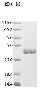 Greater than 85% as determined by SDS-PAGE.Recombinant Mouse Fin Bud Initiation Factor Homolog (FIBIN) Protein (His&Myc)