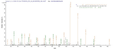 Based on the SEQUEST from database of Baculovirus host and target protein, the LC-MS/MS Analysis result of this product could indicate that this peptide derived from Baculovirus-expressed Mus musculus (Mouse) Tmprss6.Recombinant Mouse Transmembrane Protease Serine 6 (TMPRSS6) Protein (His&Myc)
