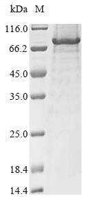 Greater than 85% as determined by SDS-PAGE.Recombinant Mouse Transmembrane Protease Serine 6 (TMPRSS6) Protein (His&Myc)