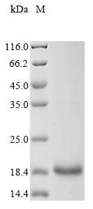 Greater than 90% as determined by SDS-PAGE.Recombinant Mouse Group 10 Secretory Phospholipase A2 (PLA2G10) Protein (His&Myc)