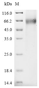 Greater than 85% as determined by SDS-PAGE.Recombinant Human Leucine-Rich Repeat-Containing G-Protein Coupled Receptor 4 (LGR4) Protein (His)