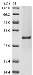 Greater than 85% as determined by SDS-PAGE.Recombinant Human Complement C1Q Tumor Necrosis Factor-Related Protein 3 (C1QTNF3) Protein (His&Myc)