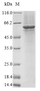 Greater than 85% as determined by SDS-PAGE.Recombinant Human Gasdermin-C (GSDMC) Protein (His&Myc)