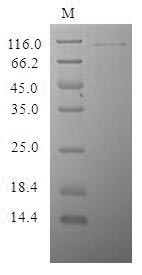 Greater than 85% as determined by SDS-PAGE.