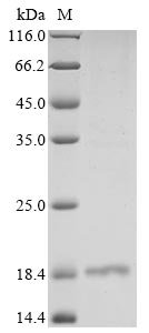 Greater than 85% as determined by SDS-PAGE.Recombinant Human Protein Lin-28 Homolog A (LIN28A) Protein (His)