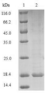 Greater than 85% as determined by SDS-PAGE.Recombinant Mouse Prion-Like Protein Doppel (PRND) Protein (His&Myc)
