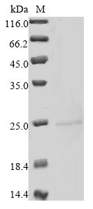 Greater than 90% as determined by SDS-PAGE.Recombinant Mouse Heme-Binding Protein 1 (HEBP1) Protein (His)