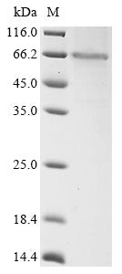 Greater than 85% as determined by SDS-PAGE.Recombinant Arabidopsis Thaliana Glucan Endo-1,3-Beta-Glucosidase 10 (AT5G42100) Protein (His-EGFP)