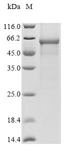 Greater than 85% as determined by SDS-PAGE.