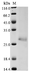 Greater than 90% as determined by SDS-PAGE.Recombinant Human E3 Ubiquitin-Protein Ligase Znrf3 (ZNRF3) Protein (His)