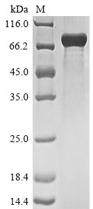 Greater than 85% as determined by SDS-PAGE.Recombinant Human Serine/Arginine Repetitive Matrix Protein 2 (SRRM2) Protein (His&Myc)