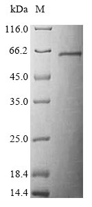 Greater than 85% as determined by SDS-PAGE.Recombinant Mouse Serine/Threonine-Protein Kinase Stk11 (STK11) Protein (His&Myc)
