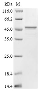 Greater than 90% as determined by SDS-PAGE.Recombinant Arabidopsis Thaliana Alpha-1,3-Mannosyl-Glycoprotein 2-Beta-N-Acetylglucosaminyltransferase (GNTI) Protein (His)