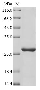 Greater than 85% as determined by SDS-PAGE.Recombinant Human Preli Domain Containing Protein 3B (PRELID3B) Protein (His)
