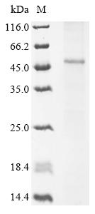 Greater than 85% as determined by SDS-PAGE.