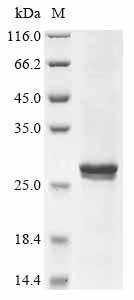 Greater than 90% as determined by SDS-PAGE.